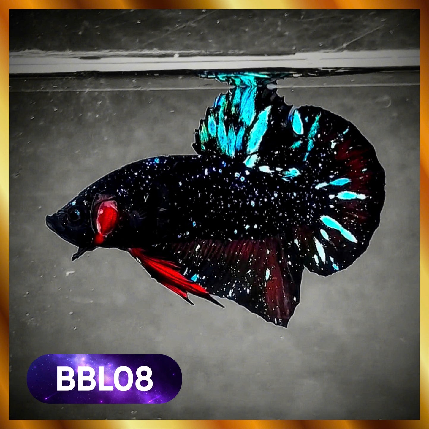 Black Star Nebula Plakat Male Betta | You Pick Betta | High Grade
