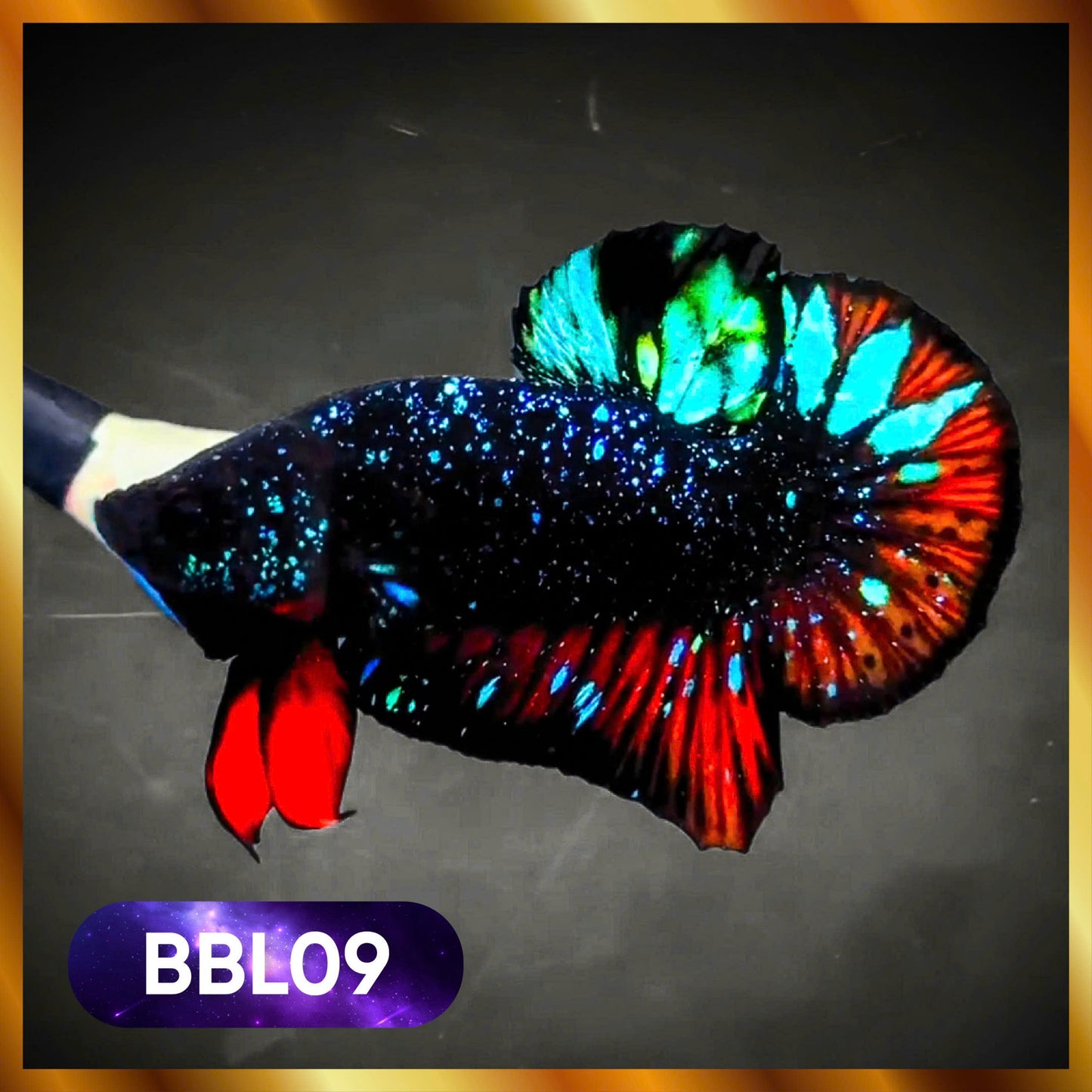 Black Star Nebula Plakat Male Betta | You Pick Betta | High Grade