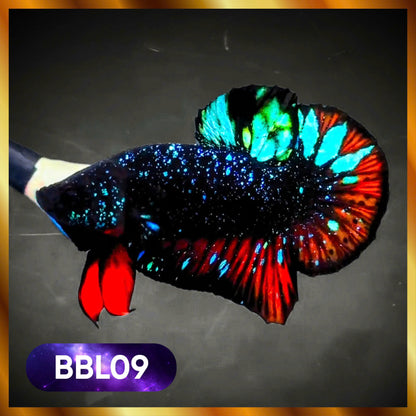 Black Star Nebula Plakat Male Betta | You Pick Betta | High Grade