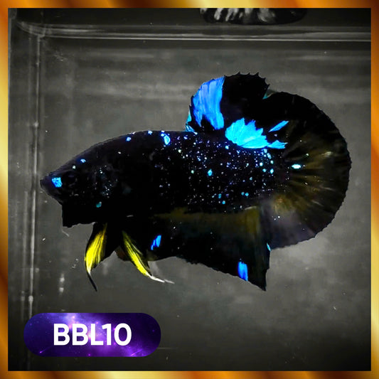 Black Star Nebula Plakat Male Betta | You Pick Betta | High Grade