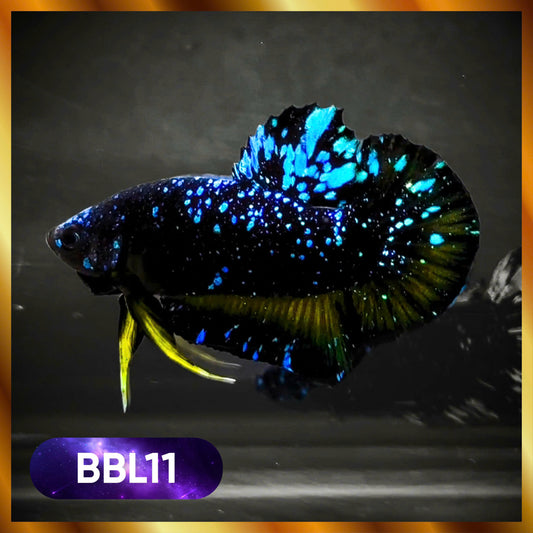 Black Star Nebula Plakat Male Betta | You Pick Betta | High Grade