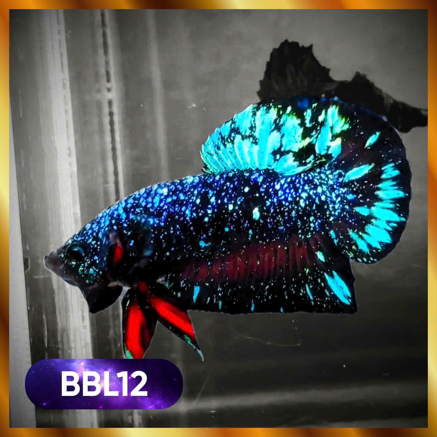 Black Star Nebula Plakat Male Betta | You Pick Betta | High Grade