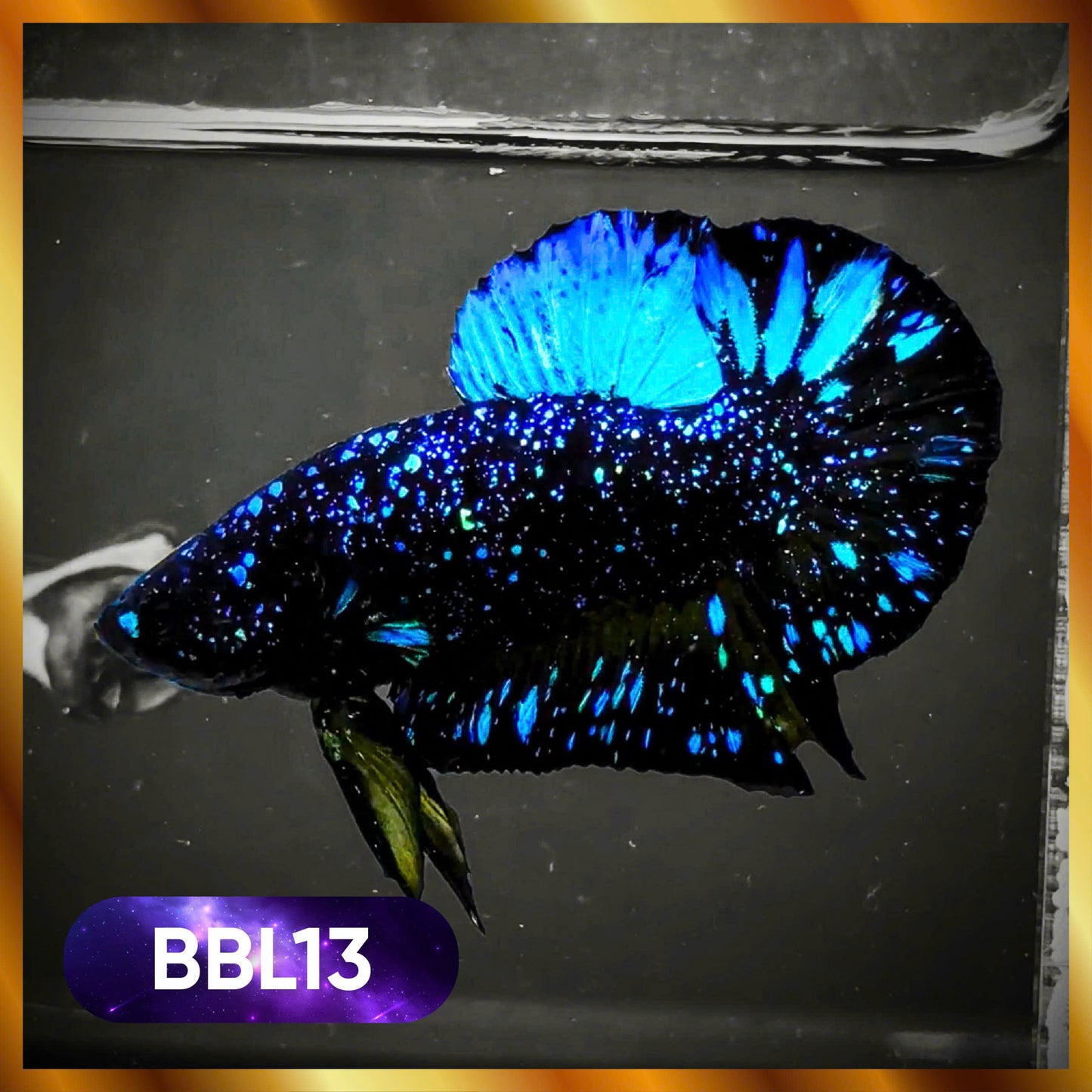 Black Star Nebula Plakat Male Betta | You Pick Betta | High Grade
