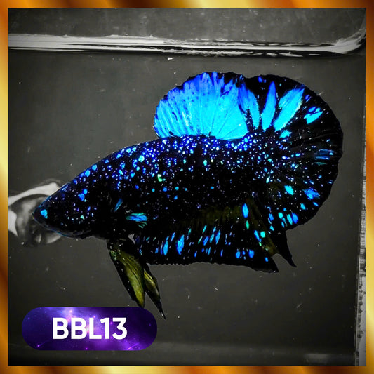 Black Star Nebula Plakat Male Betta | You Pick Betta | High Grade