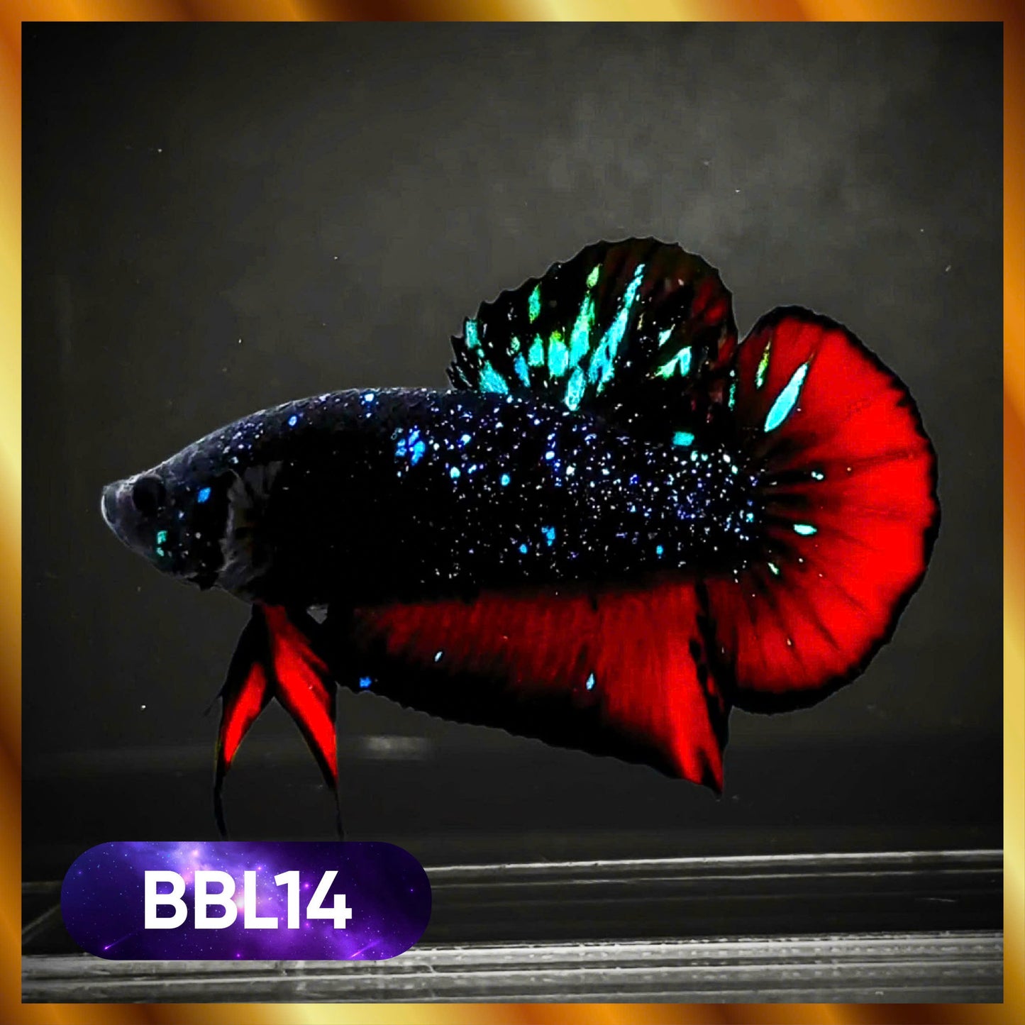 Black Star Nebula Plakat Male Betta | You Pick Betta | High Grade
