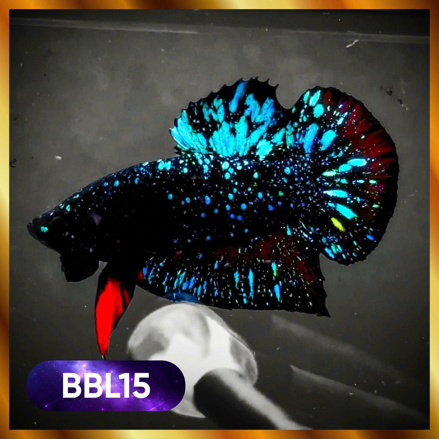 Black Star Nebula Plakat Male Betta | You Pick Betta | High Grade