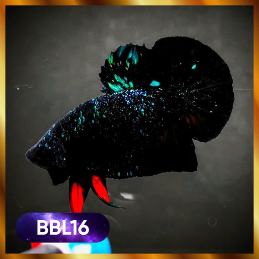 Black Star Nebula Plakat Male Betta | You Pick Betta | High Grade