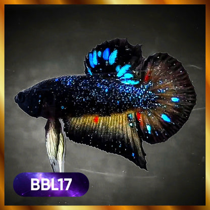 Black Star Nebula Plakat Male Betta | You Pick Betta | High Grade