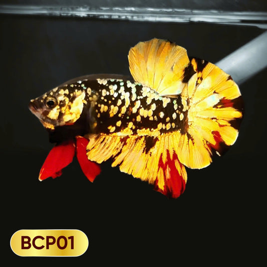 Black Panther Plakat Male Betta Fish | You Pick Fish | Rare Betta