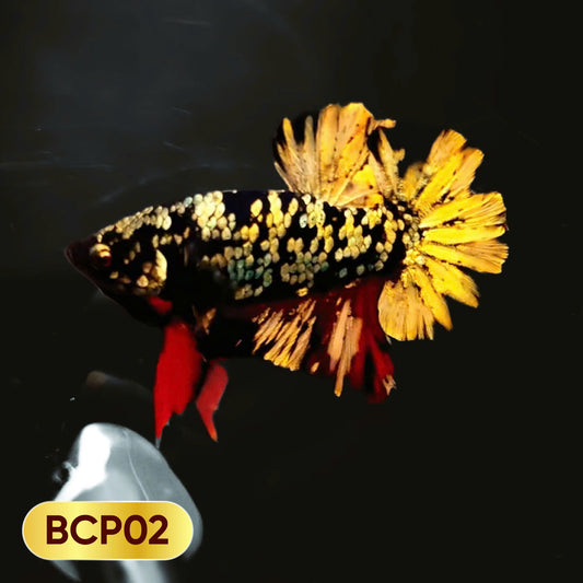 Black Panther Plakat Male Betta Fish | You Pick Fish | Rare Betta