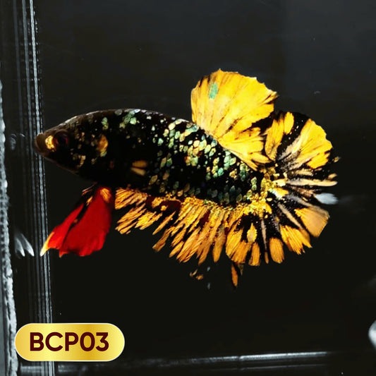 Black Panther Plakat Male Betta Fish | You Pick Fish | Rare Betta