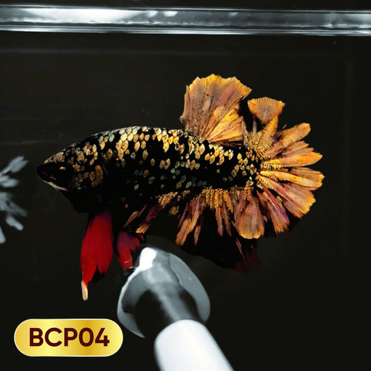 Black Panther Plakat Male Betta Fish | You Pick Fish | Rare Betta