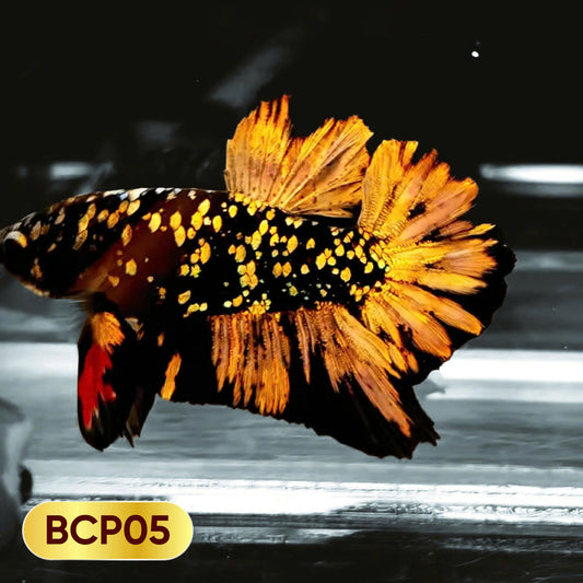Black Panther Plakat Male Betta Fish | You Pick Fish | Rare Betta