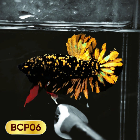 Black Panther Plakat Male Betta Fish | You Pick Fish | Rare Betta