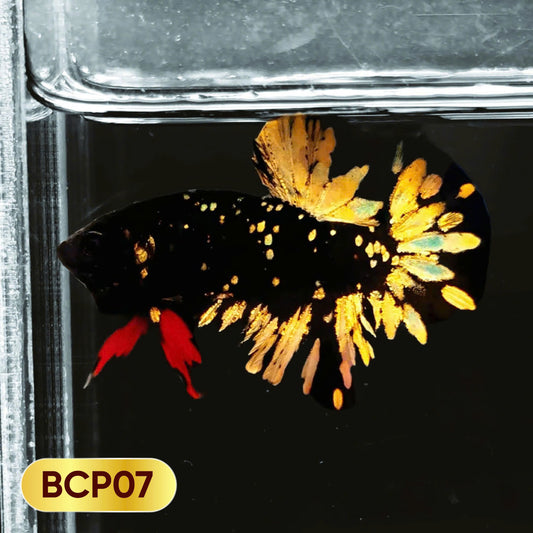 Black Panther Plakat Male Betta Fish | You Pick Fish | Rare Betta