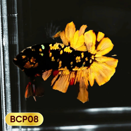 Black Panther Plakat Male Betta Fish | You Pick Fish | Rare Betta