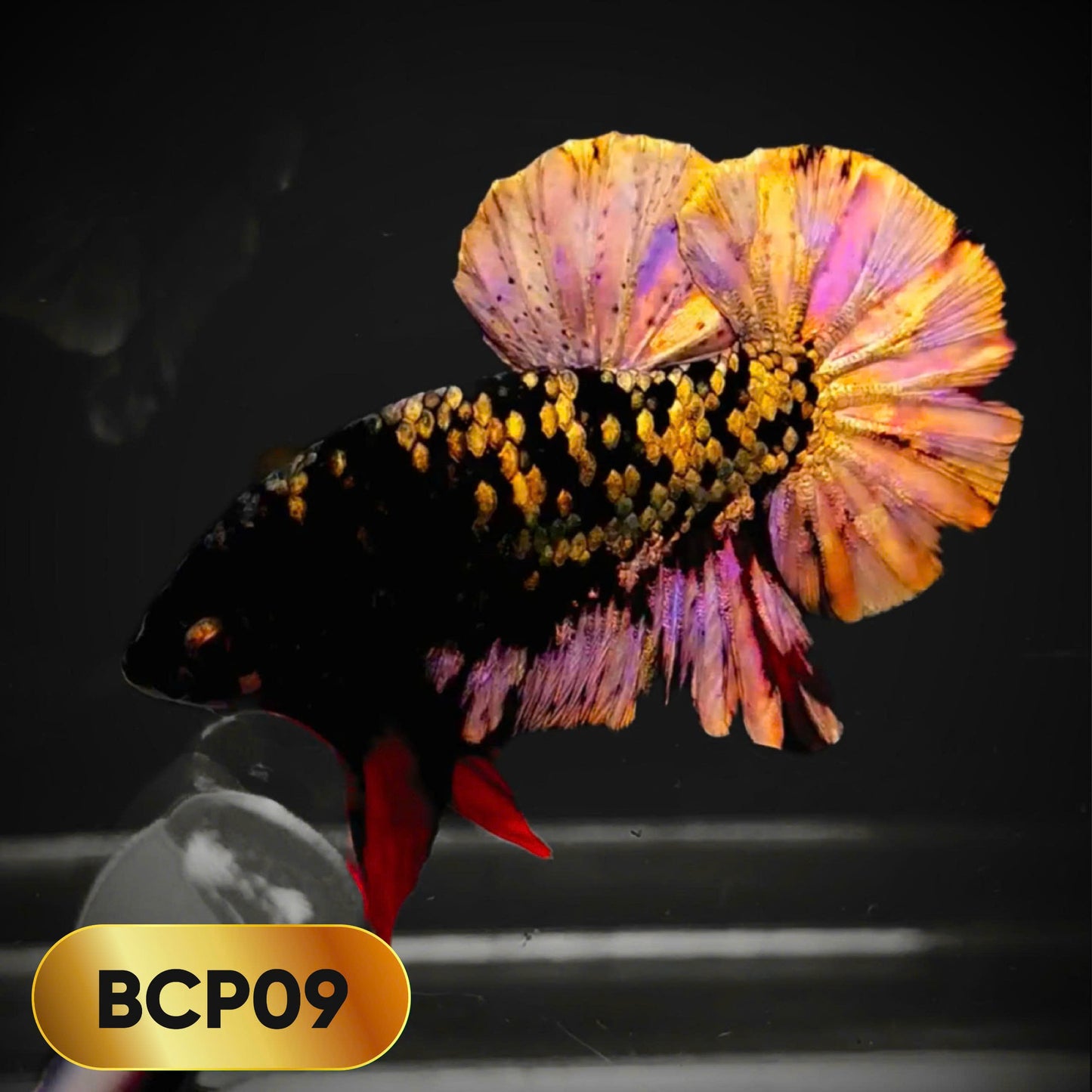 Black Panther Plakat Male Betta Fish | You Pick Fish | Rare Betta