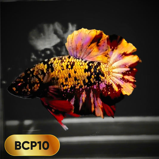 Black Panther Plakat Male Betta Fish | You Pick Fish | Rare Betta