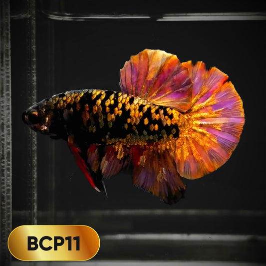 Black Panther Plakat Male Betta Fish | You Pick Fish | Rare Betta