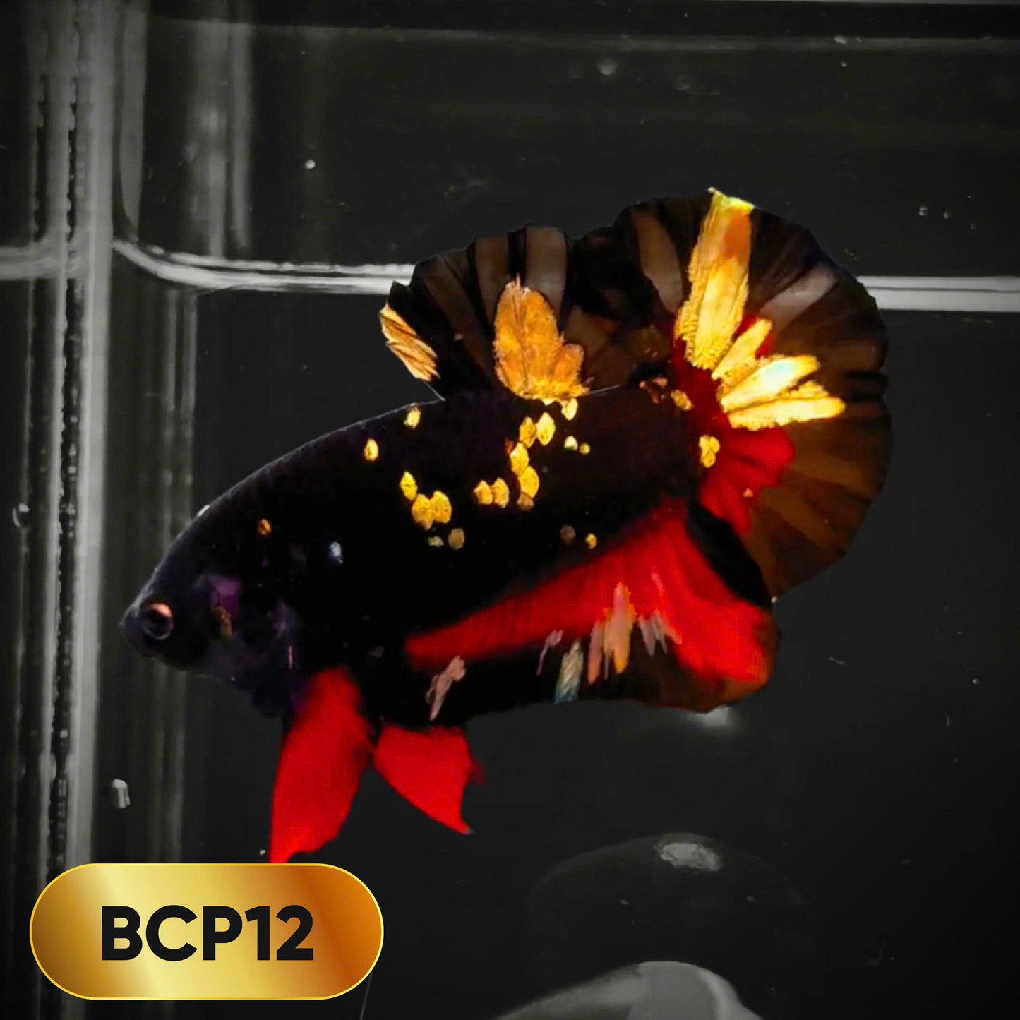 Black Panther Plakat Male Betta Fish | You Pick Fish | Rare Betta
