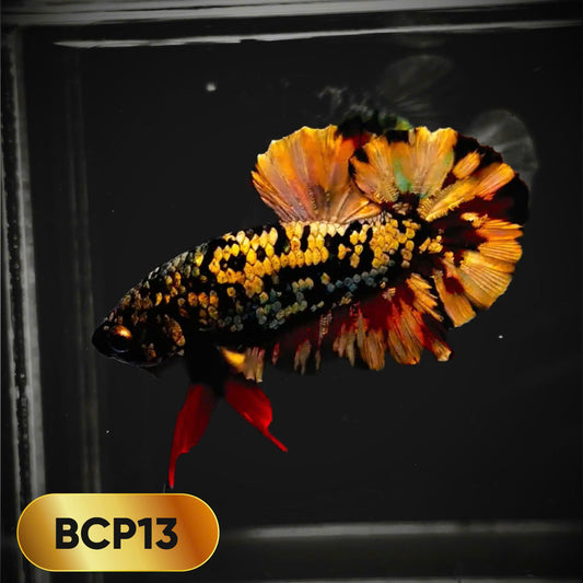 Black Panther Plakat Male Betta Fish | You Pick Fish | Rare Betta