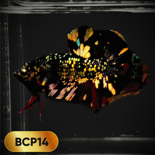 Black Panther Plakat Male Betta Fish | You Pick Fish | Rare Betta
