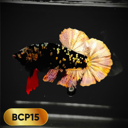 Black Panther Plakat Male Betta Fish | You Pick Fish | Rare Betta