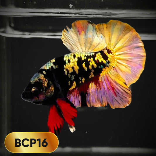 Black Panther Plakat Male Betta Fish | You Pick Fish | Rare Betta