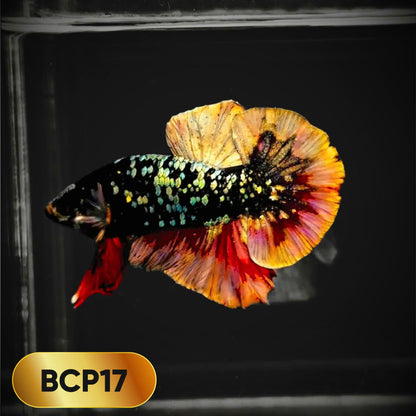 Black Panther Plakat Male Betta Fish | You Pick Fish | Rare Betta