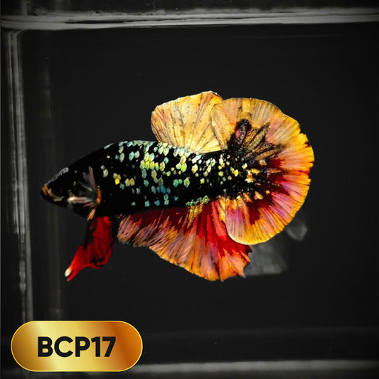 Black Panther Plakat Male Betta Fish | You Pick Fish | Rare Betta