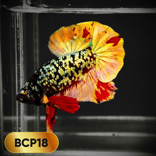 Black Panther Plakat Male Betta Fish | You Pick Fish | Rare Betta