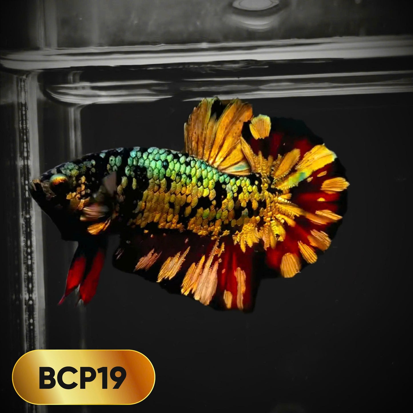 Black Panther Plakat Male Betta Fish | You Pick Fish | Rare Betta