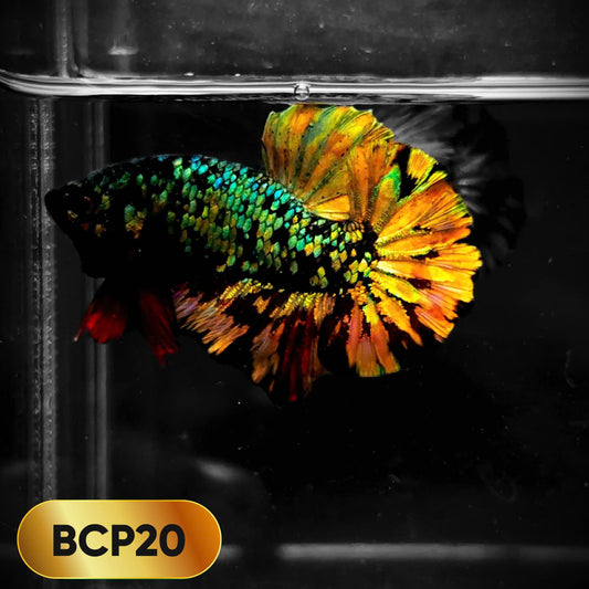 Black Panther Plakat Male Betta Fish | You Pick Fish | Rare Betta