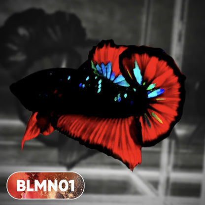 Dark Flame Hellfire Plakat Male Betta Fish | You Pick Fish | Rare Betta