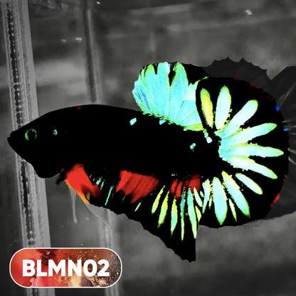 Dark Flame Hellfire Plakat Male Betta Fish | You Pick Fish | Rare Betta