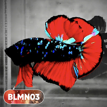 Dark Flame Hellfire Plakat Male Betta Fish | You Pick Fish | Rare Betta