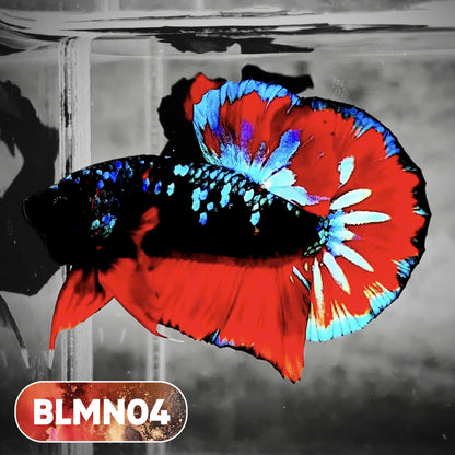 Dark Flame Hellfire Plakat Male Betta Fish | You Pick Fish | Rare Betta