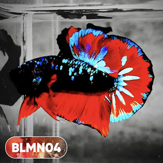 Dark Flame Hellfire Plakat Male Betta Fish | You Pick Fish | Rare Betta