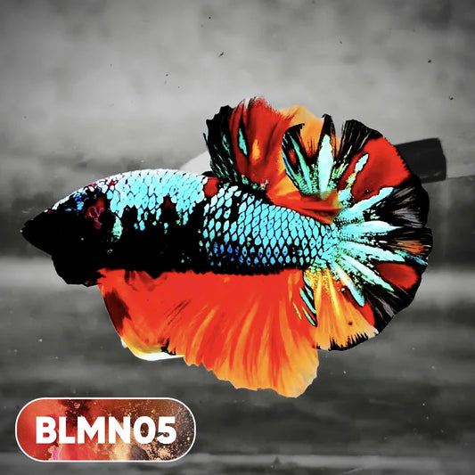 Dark Flame Hellfire Plakat Male Betta Fish | You Pick Fish | Rare Betta