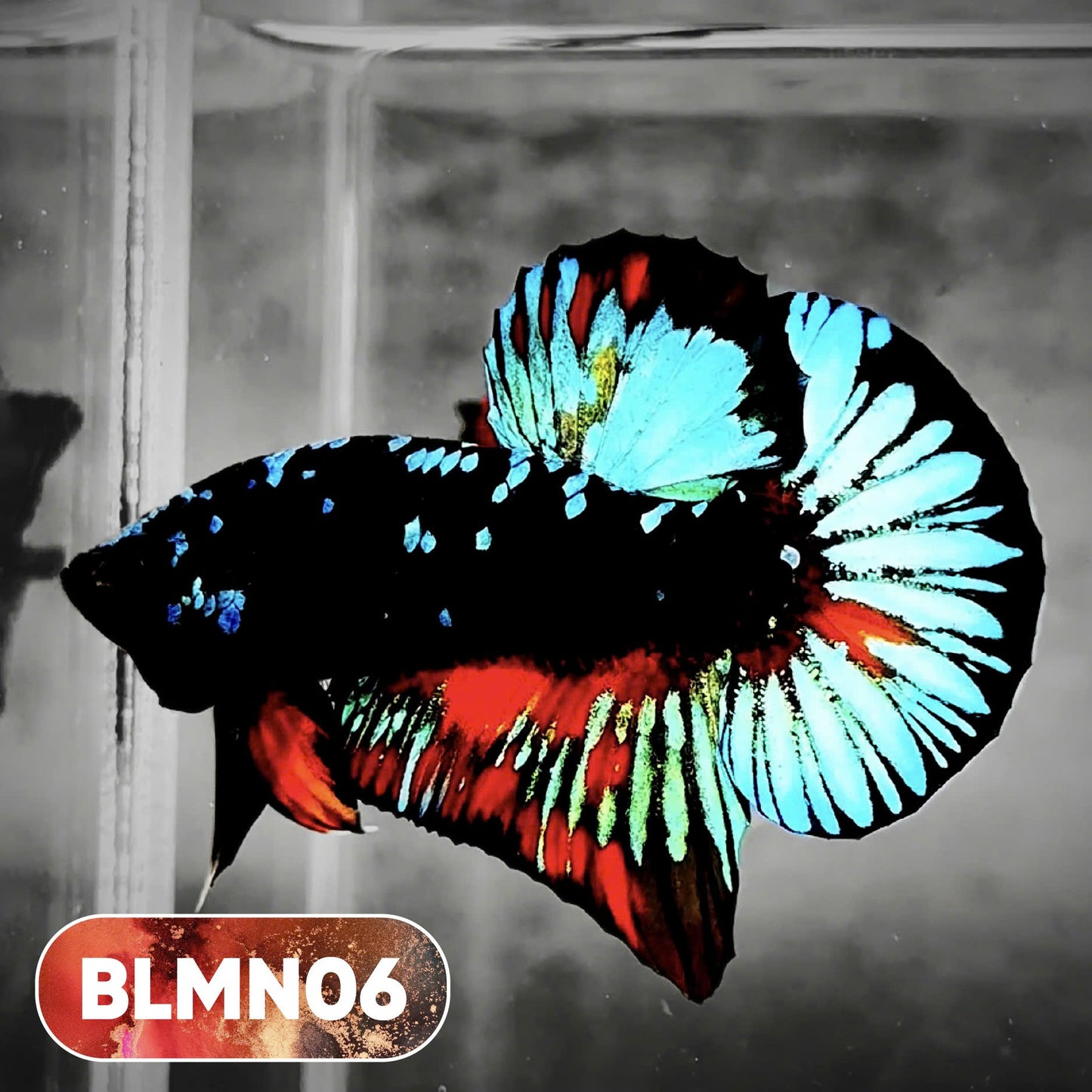 Dark Flame Hellfire Plakat Male Betta Fish | You Pick Fish | Rare Betta