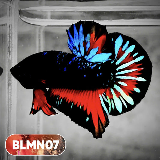 Dark Flame Hellfire Plakat Male Betta Fish | You Pick Fish | Rare Betta