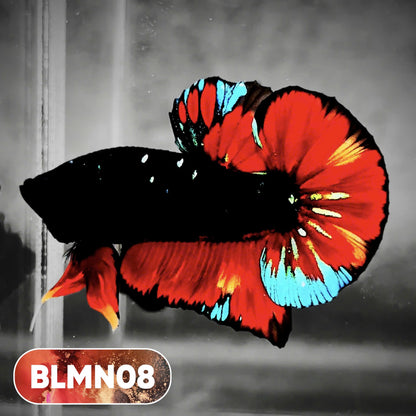 Dark Flame Hellfire Plakat Male Betta Fish | You Pick Fish | Rare Betta