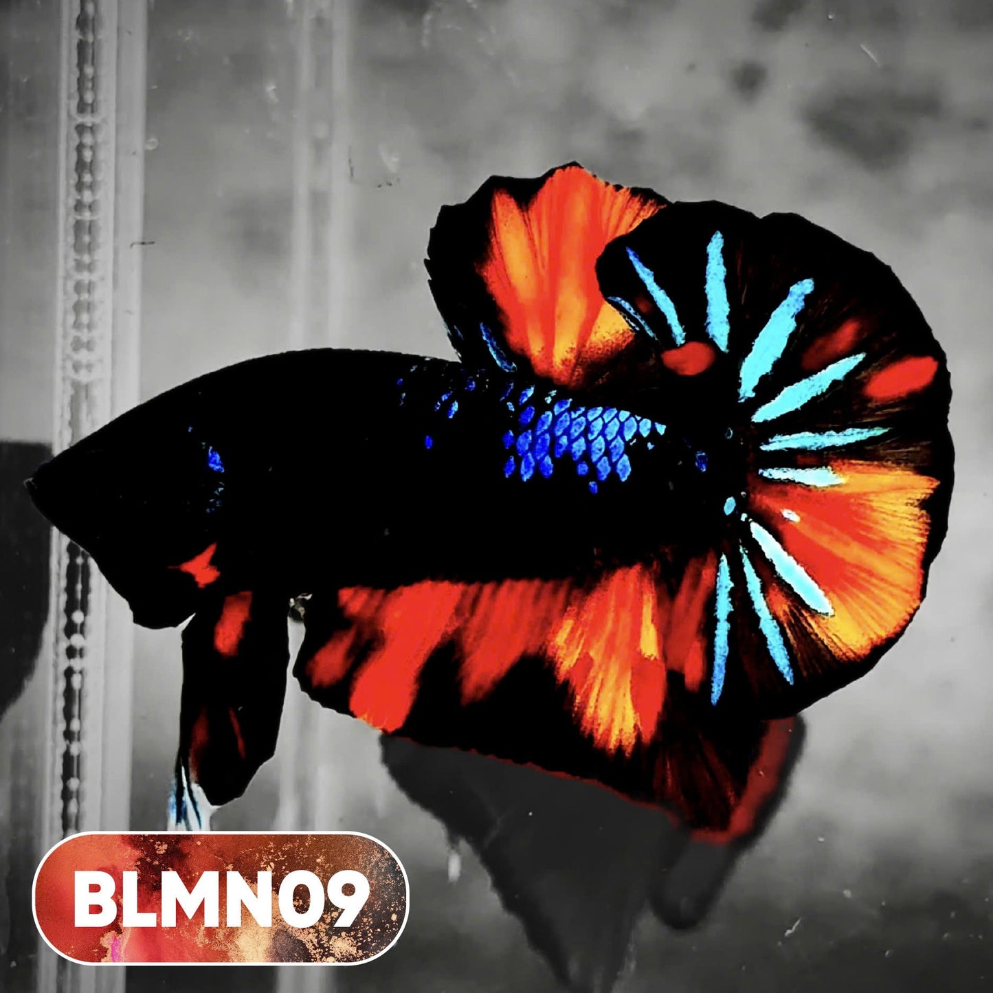 Dark Flame Hellfire Plakat Male Betta Fish | You Pick Fish | Rare Betta
