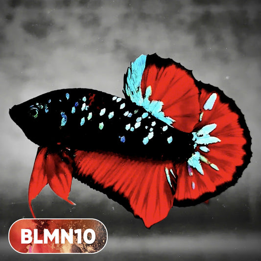 Dark Flame Hellfire Plakat Male Betta Fish | You Pick Fish | Rare Betta