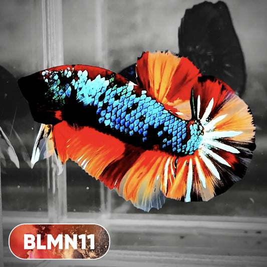 Dark Flame Hellfire Plakat Male Betta Fish | You Pick Fish | Rare Betta