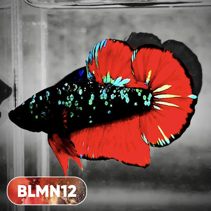 Dark Flame Hellfire Plakat Male Betta Fish | You Pick Fish | Rare Betta