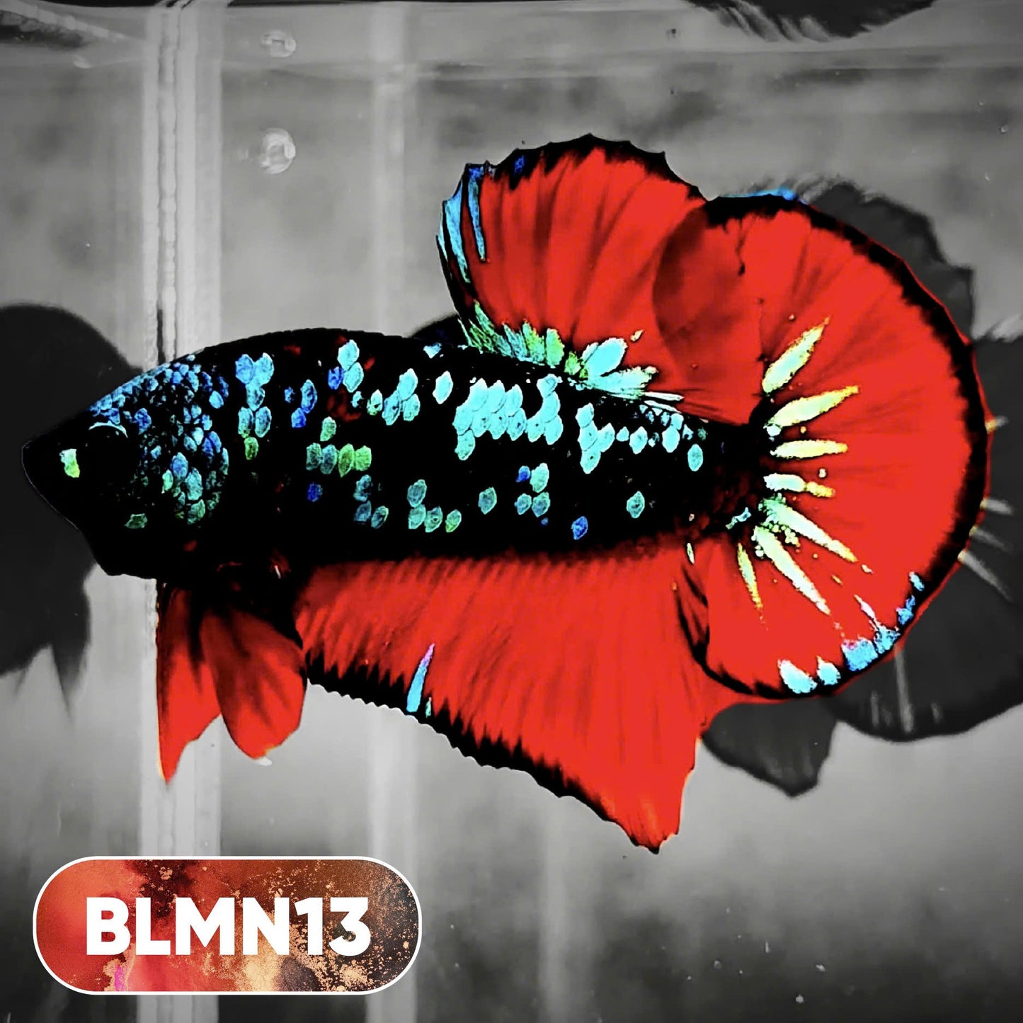 Dark Flame Hellfire Plakat Male Betta Fish | You Pick Fish | Rare Betta