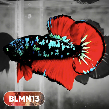 Dark Flame Hellfire Plakat Male Betta Fish | You Pick Fish | Rare Betta