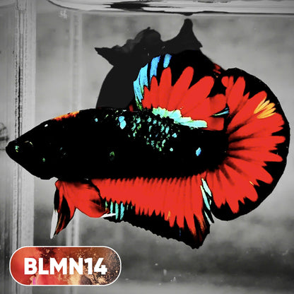 Dark Flame Hellfire Plakat Male Betta Fish | You Pick Fish | Rare Betta