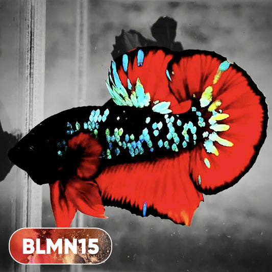 Dark Flame Hellfire Plakat Male Betta Fish | You Pick Fish | Rare Betta